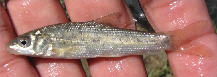 Peixos (Ittiofauna catalana II)